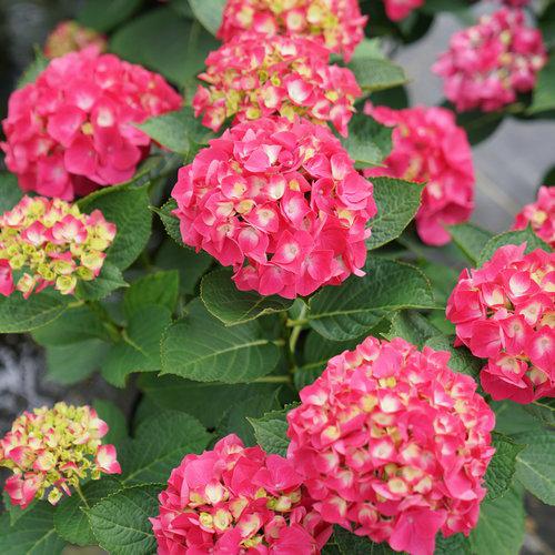 Hydrangea, Wee Bit Giddy® Hydrangea - Image 4
