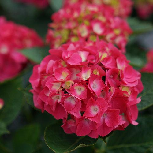 Hydrangea, Wee Bit Giddy® Hydrangea - Image 5