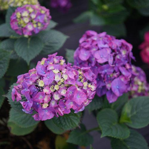 Hydrangea, Let's Dance® Big Band® Hydrangea - Image 2