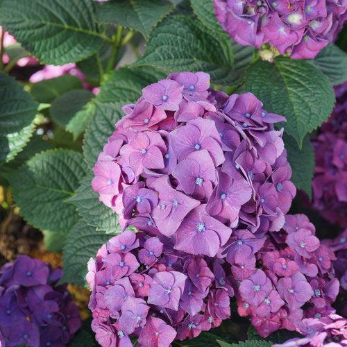 Hydrangea, Let's Dance® Big Band® Hydrangea - Image 3