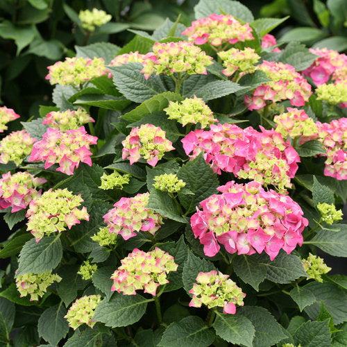 Hydrangea, Let's Dance® Big Band® Hydrangea - Image 4