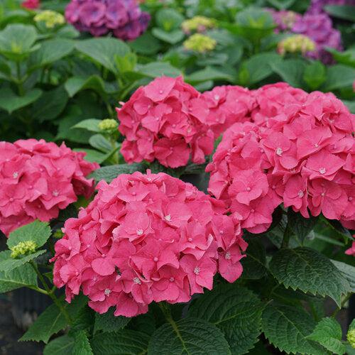 Hydrangea, Let's Dance® Big Band® Hydrangea - Image 5