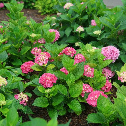 Hydrangea, Let's Dance® Big Band® Hydrangea - Image 6