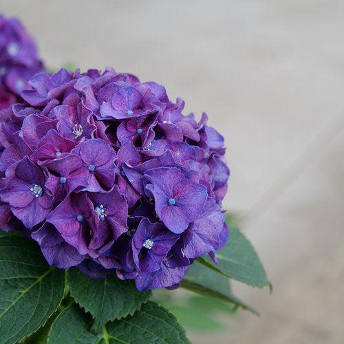 Hydrangea, Wee Bit Grumpy® Hydrangea - Image 3
