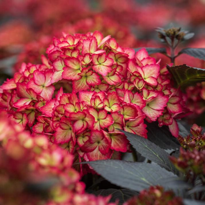 Hydrangea, First Editions® Eclipse® Hydrangea