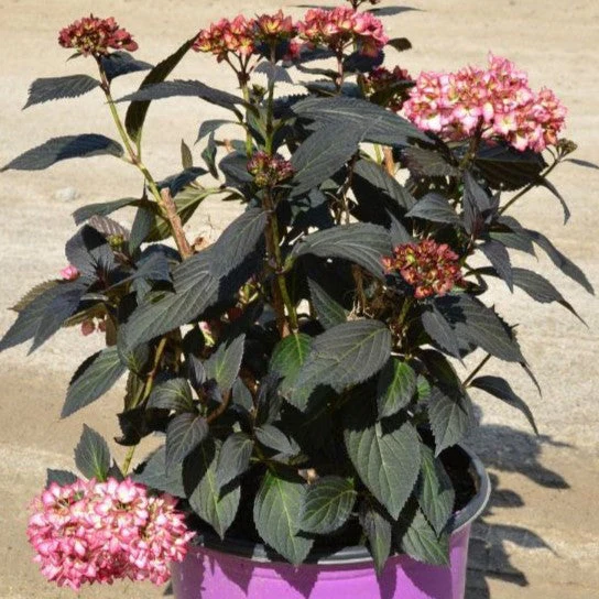 Hydrangea, First Editions® Eclipse® Hydrangea - Image 10
