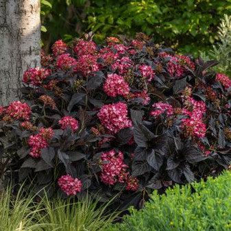 Hydrangea, First Editions® Eclipse® Hydrangea - Image 2