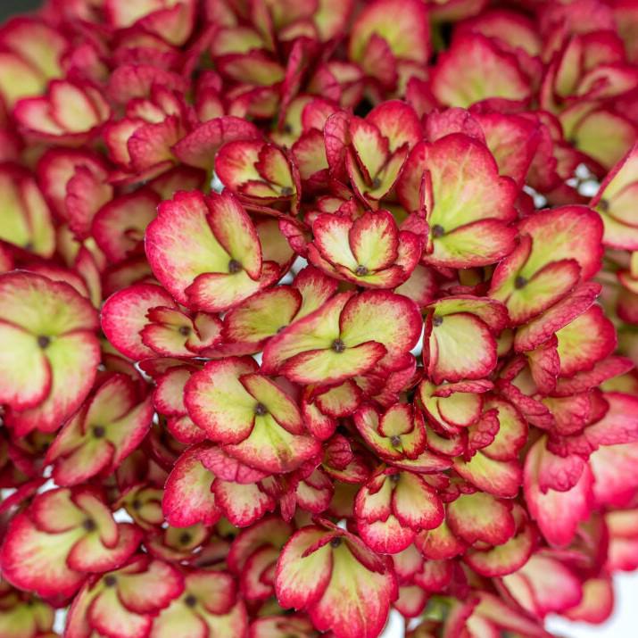 Hydrangea, First Editions® Eclipse® Hydrangea - Image 3