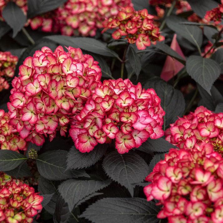Hydrangea, First Editions® Eclipse® Hydrangea - Image 4