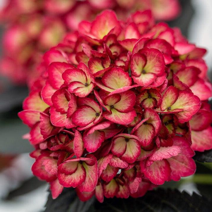 Hydrangea, First Editions® Eclipse® Hydrangea - Image 5