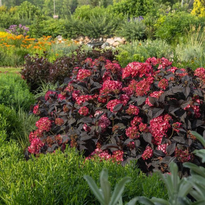 Hydrangea, First Editions® Eclipse® Hydrangea - Image 6