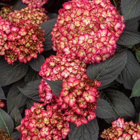 Hydrangea, First Editions® Eclipse® Hydrangea - Image 7