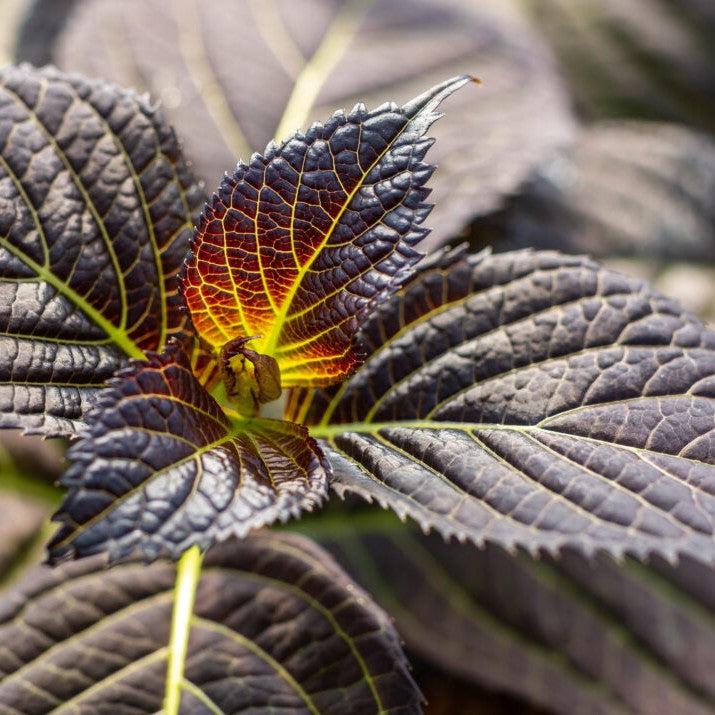 Hydrangea, First Editions® Eclipse® Hydrangea - Image 8