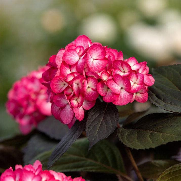 Hydrangea, First Editions® Eclipse® Hydrangea - Image 9