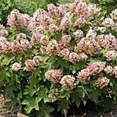 Hydrangea, Munchkin Hydrangea
