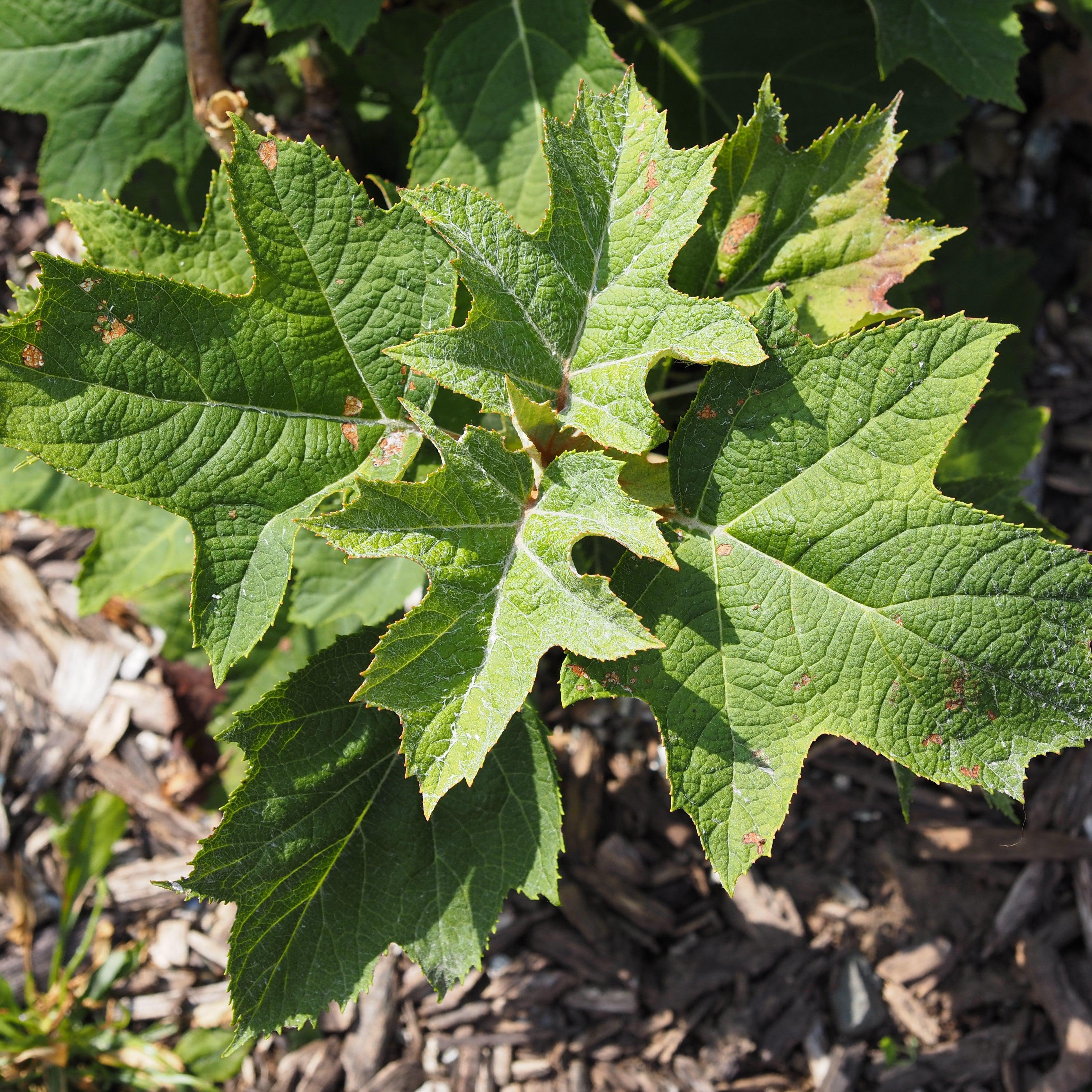Hydrangea, Munchkin Hydrangea - Image 3