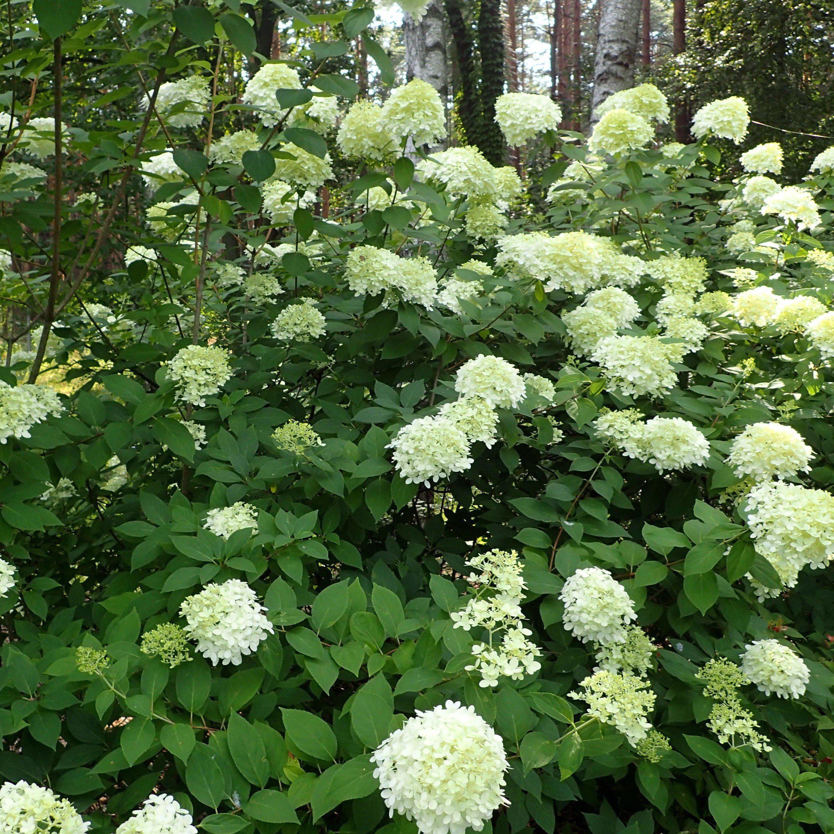 Hydrangea, Proven Winners® Limelight® Paniculata Hydrangea