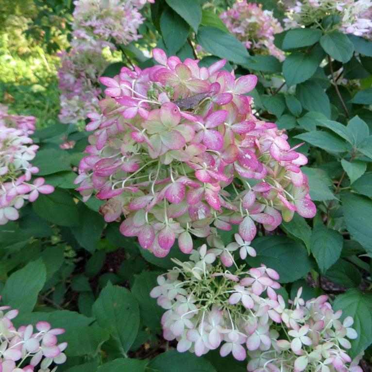 Hydrangea, Proven Winners® Limelight® Paniculata Hydrangea - Image 2