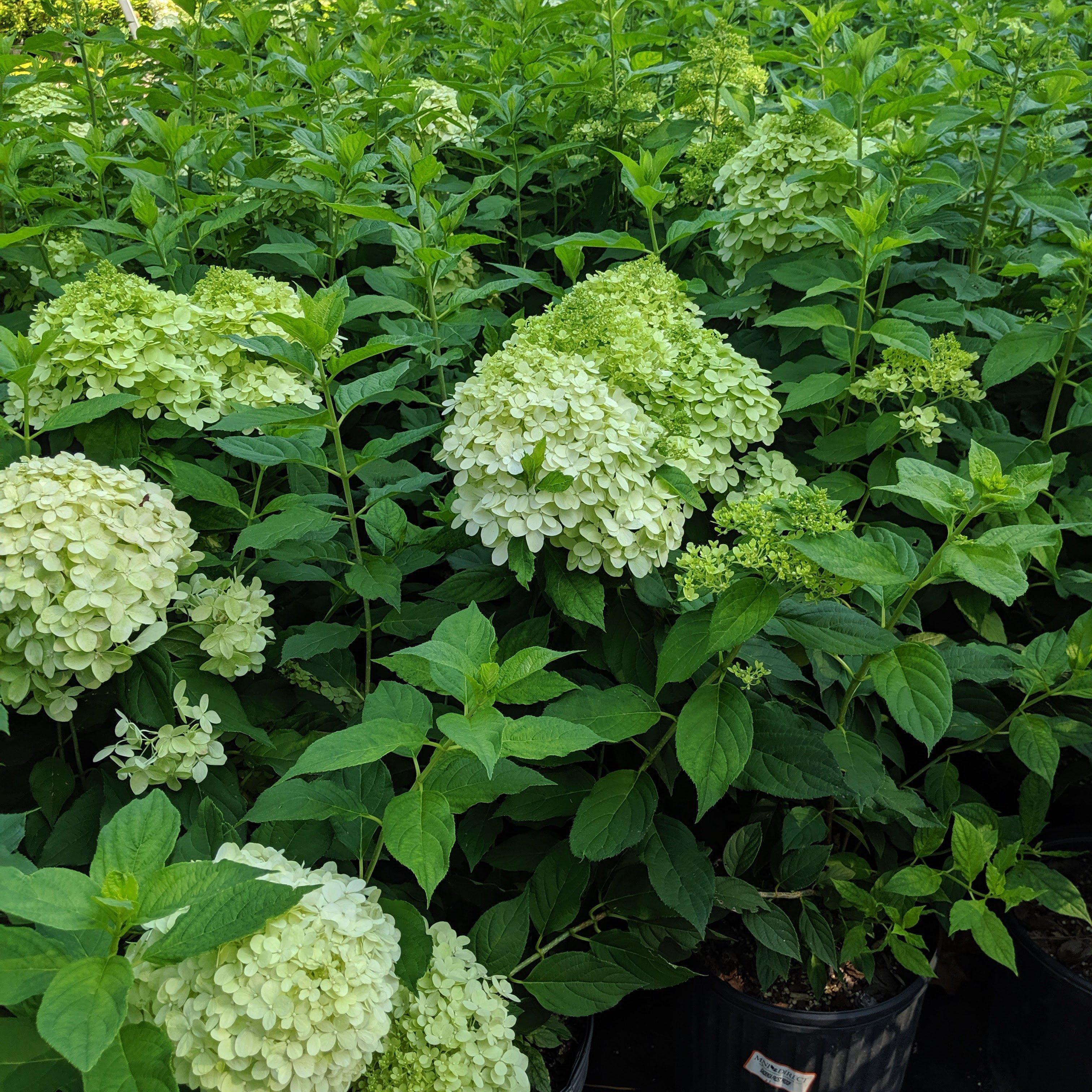 Hydrangea, Proven Winners® Limelight® Paniculata Hydrangea - Image 3