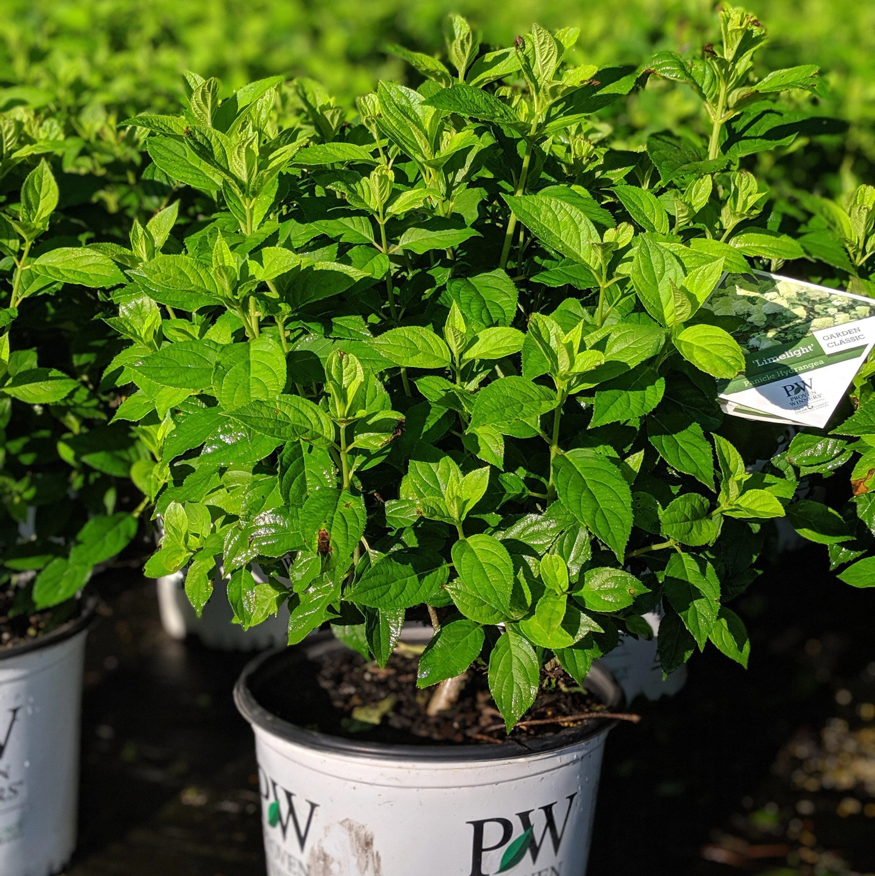 Hydrangea, Proven Winners® Limelight® Paniculata Hydrangea - Image 4