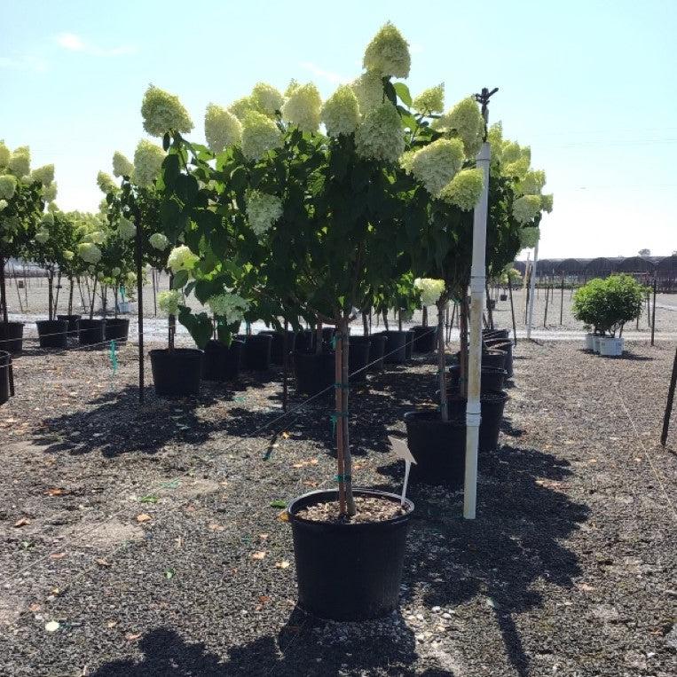 Hydrangea, Proven Winners® Limelight® Paniculata Hydrangea - Image 6