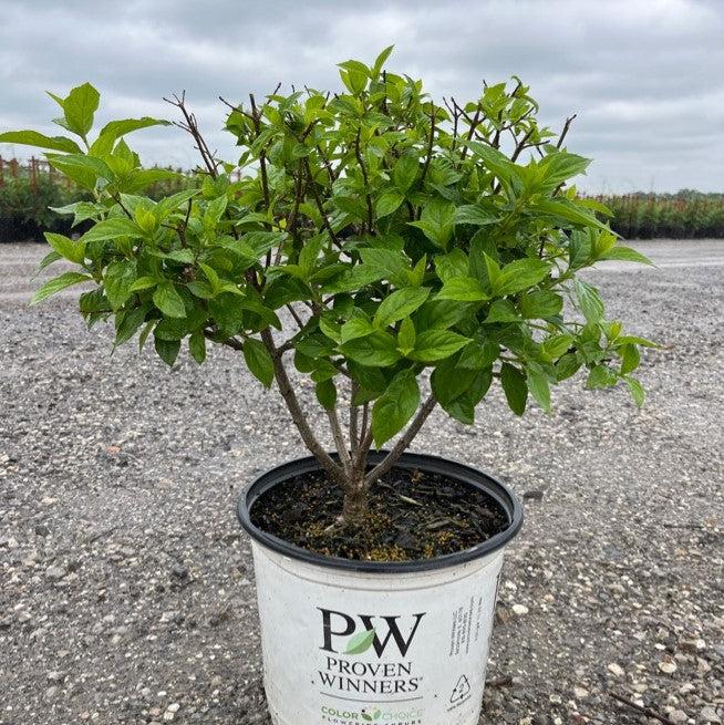 Hydrangea, Proven Winners® Limelight® Paniculata Hydrangea - Image 7