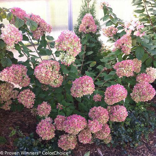 Hydrangea, Proven Winners® Little Lime® Hydrangea