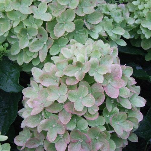 Hydrangea, Proven Winners® Little Lime® Hydrangea - Image 2