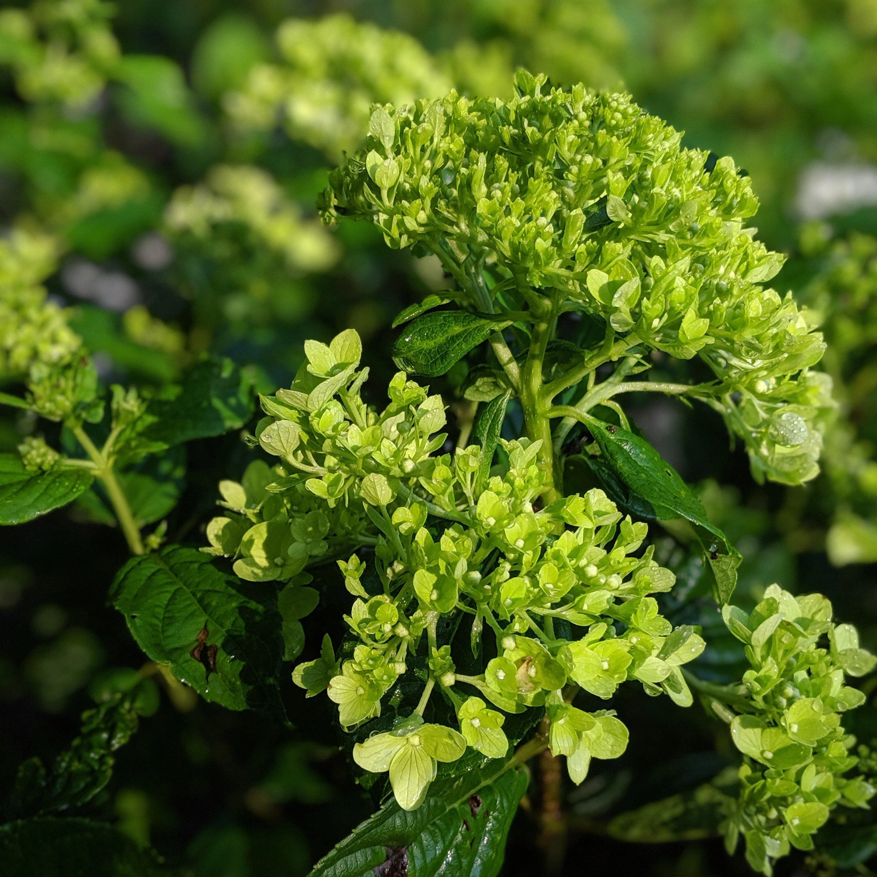 Hydrangea, Proven Winners® Little Lime® Hydrangea - Image 3