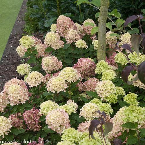 Hydrangea, Proven Winners® Little Lime® Hydrangea - Image 4