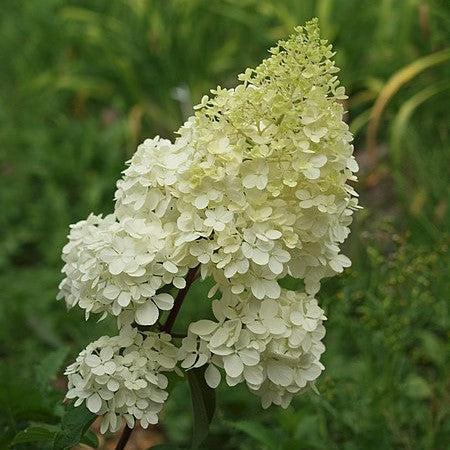 Hydrangea, First Editions® Vanilla Strawberry™ Hydrangea - Image 3