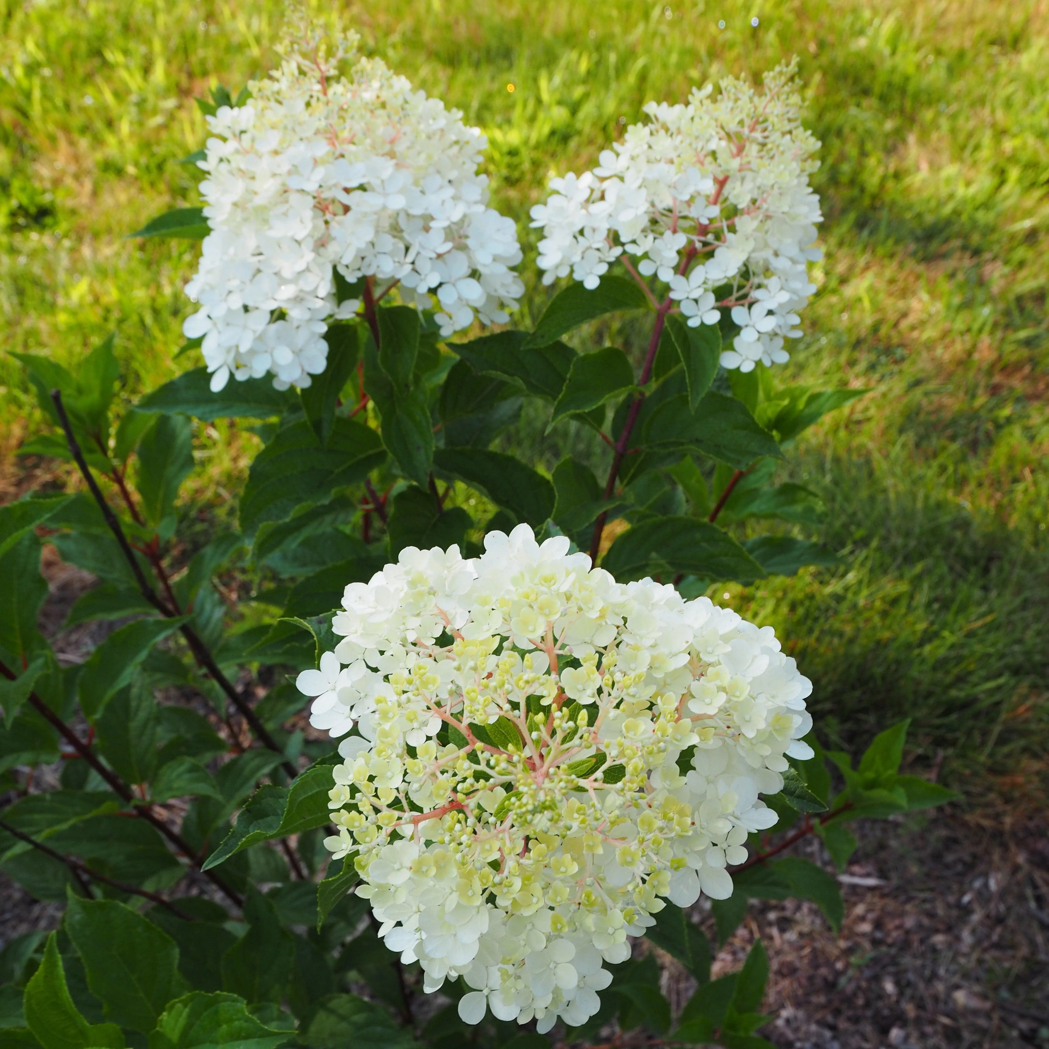 Hydrangea, First Editions® Vanilla Strawberry™ Hydrangea - Image 4