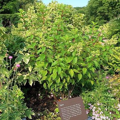 Hydrangea, First Editions® Vanilla Strawberry™ Hydrangea - Image 5