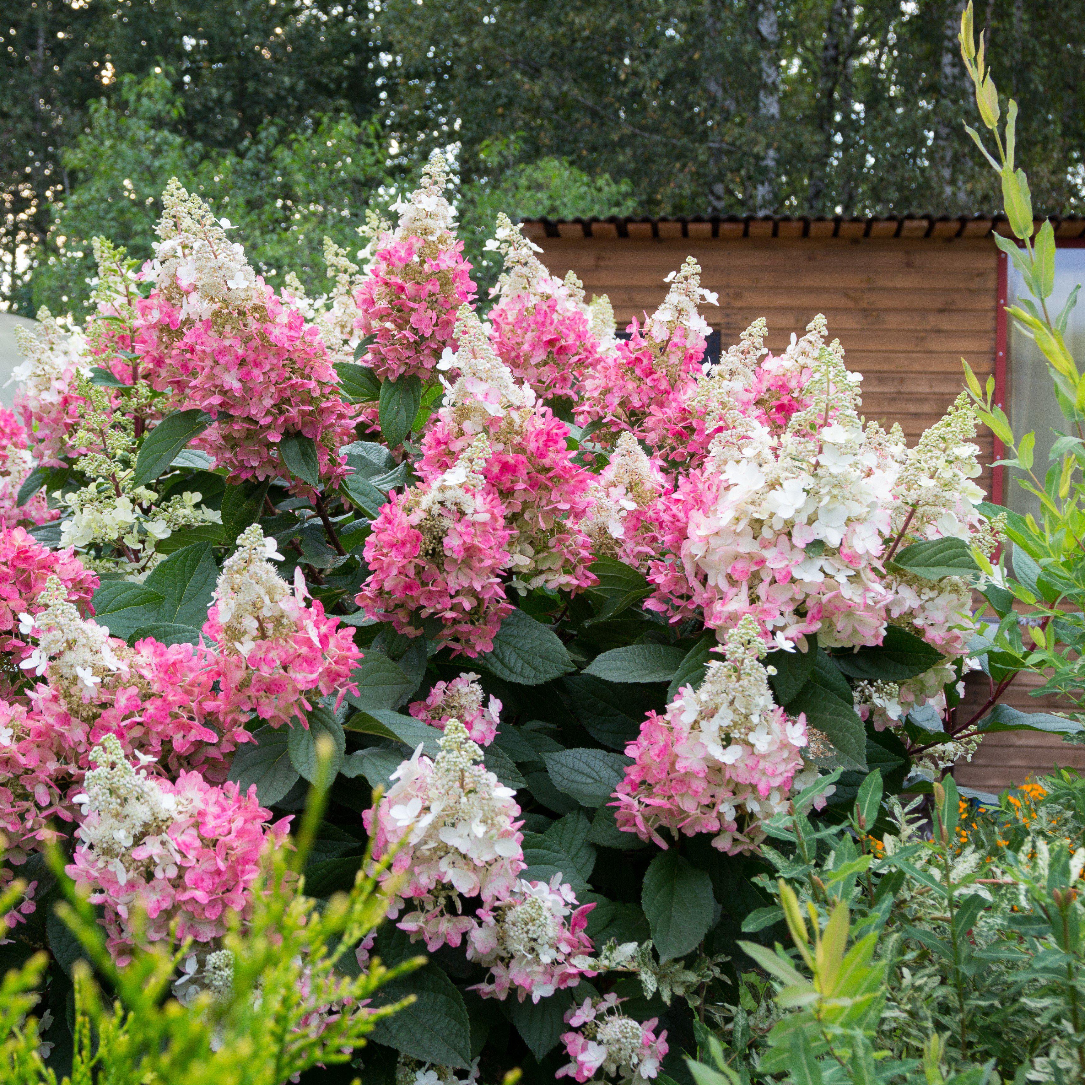 Hydrangea, First Editions® Vanilla Strawberry™ Hydrangea - Image 6