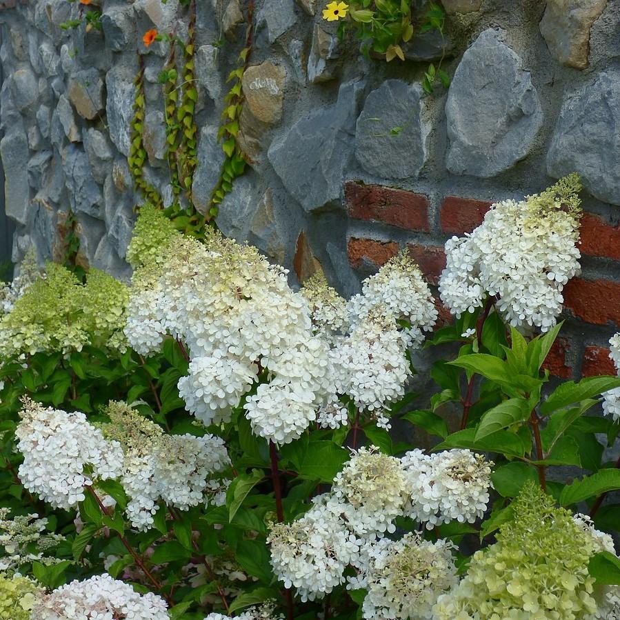 Hydrangea, First Editions® Little Hottie® Hydrangea