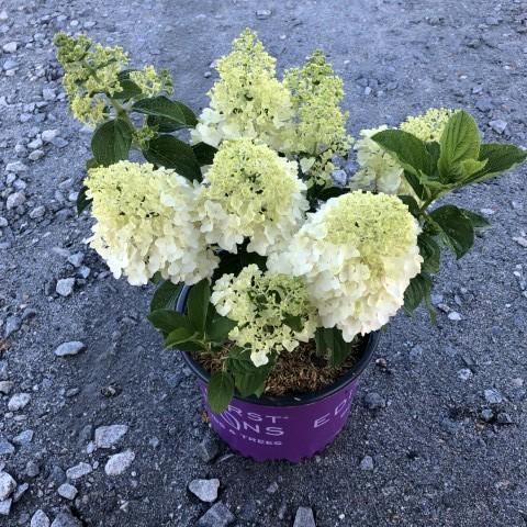 Hydrangea, First Editions® Little Hottie® Hydrangea - Image 2