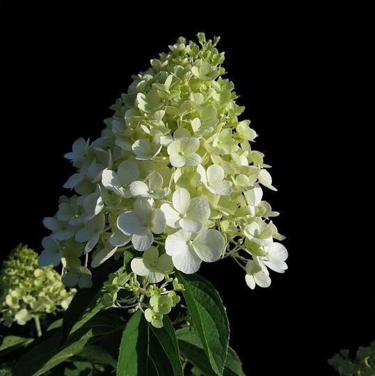 Hydrangea, First Editions® Little Hottie® Hydrangea - Image 3