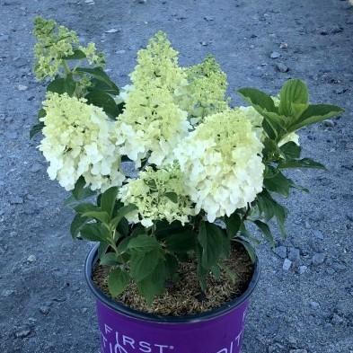 Hydrangea, First Editions® Little Hottie® Hydrangea - Image 5