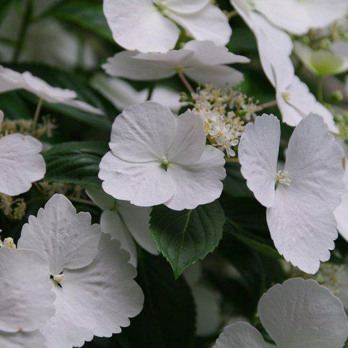 Hydrangea, Fairytrail Bride® Cascade Hydrangea - Image 2