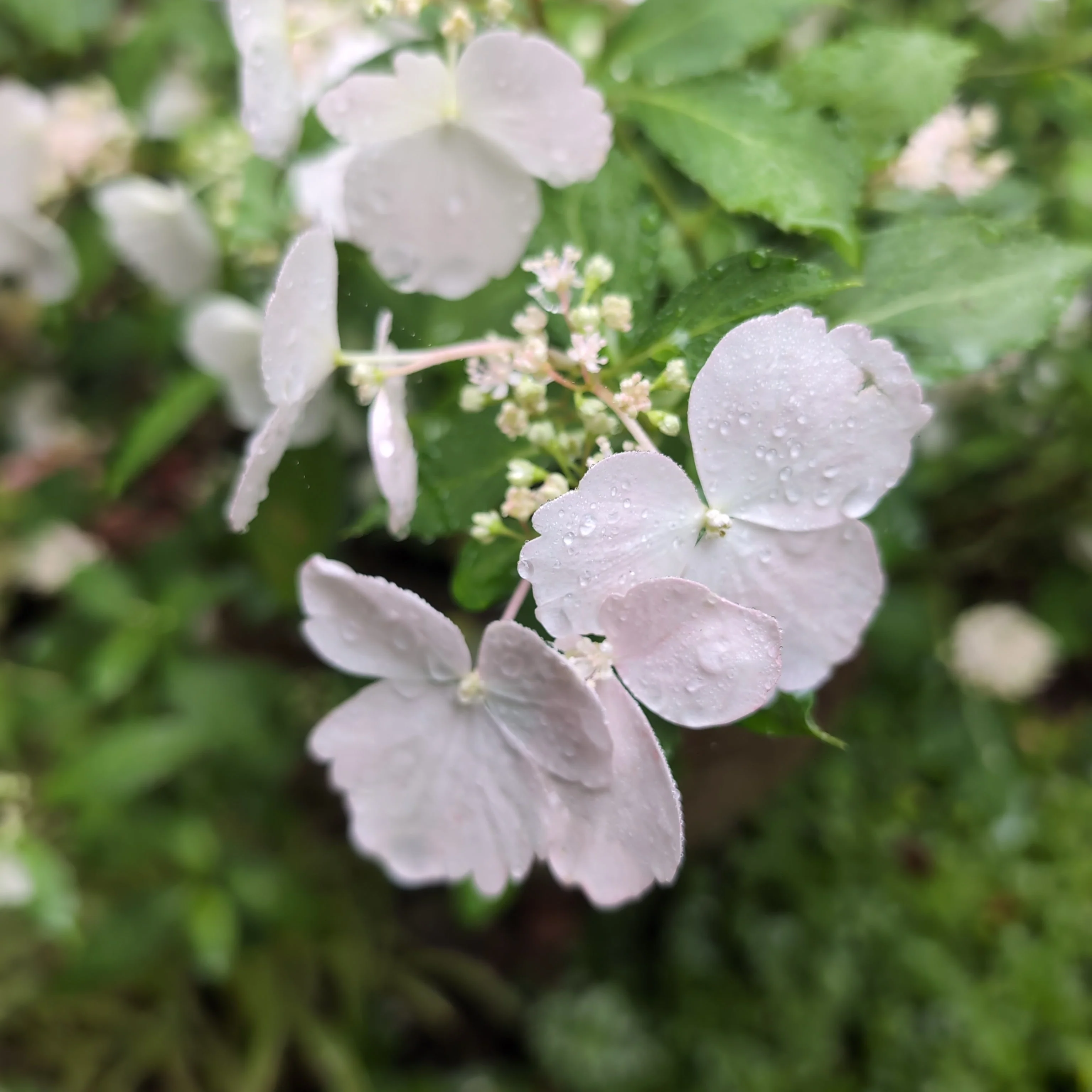 Hydrangea, Fairytrail Bride® Cascade Hydrangea - Image 3
