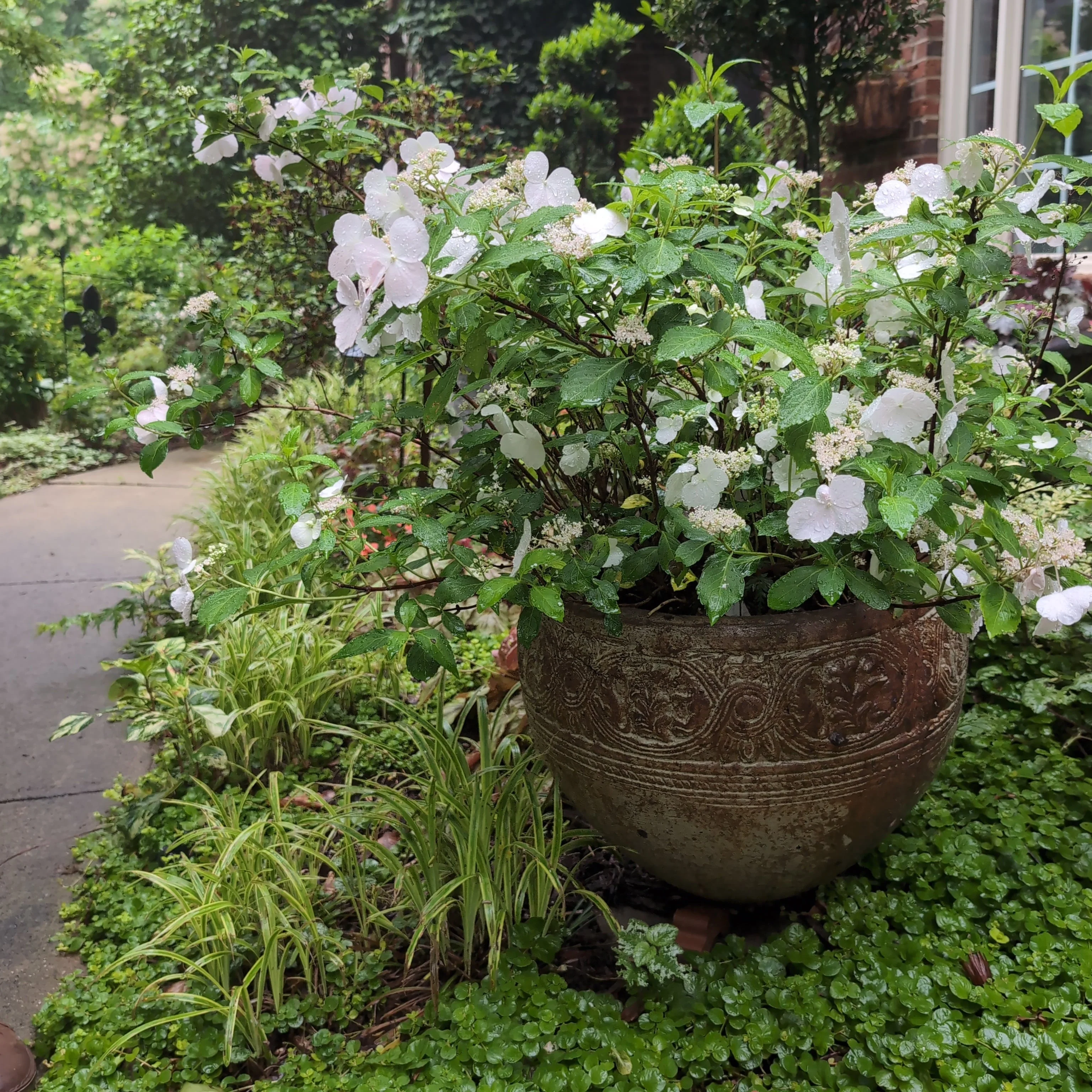 Hydrangea, Fairytrail Bride® Cascade Hydrangea - Image 4