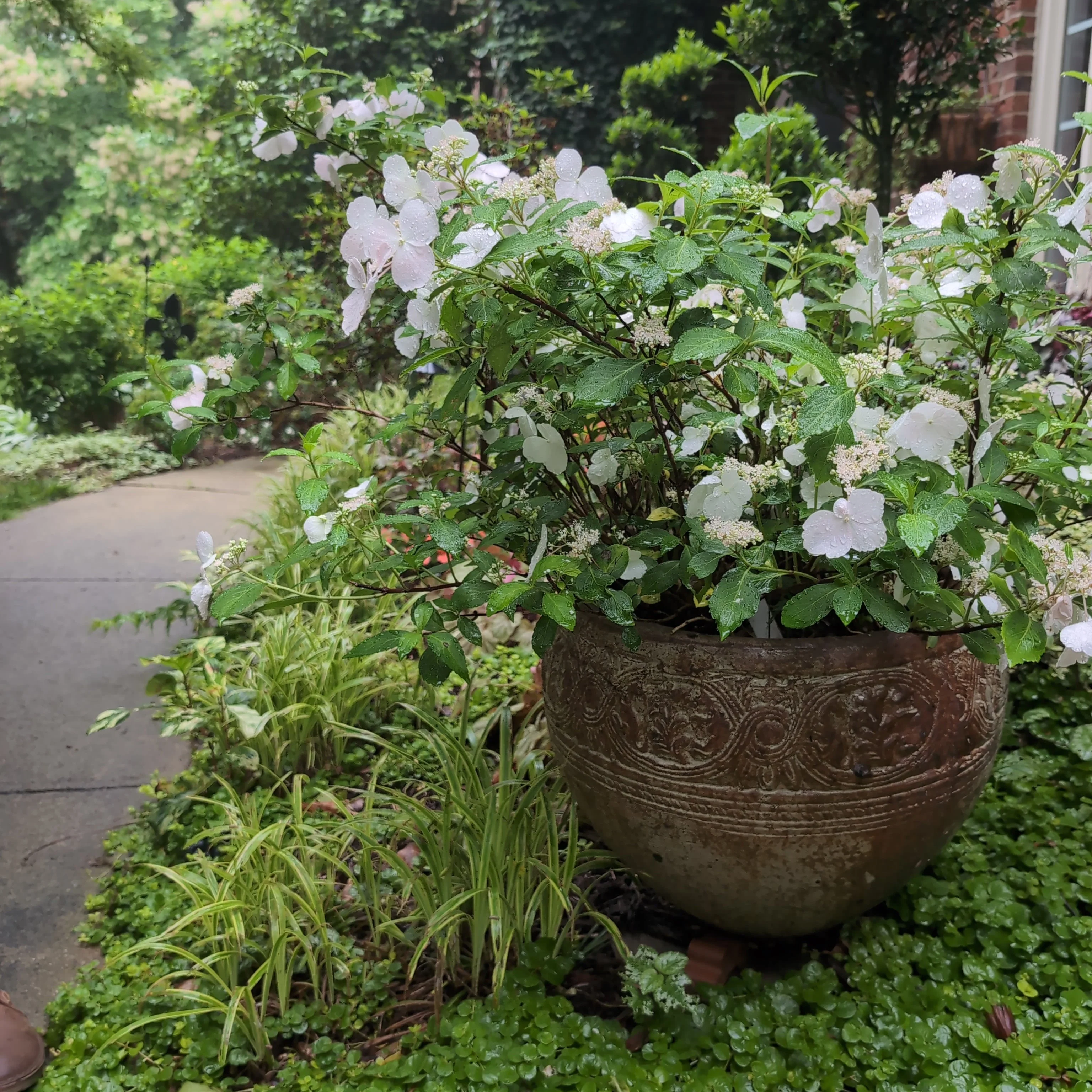 Hydrangea, Fairytrail Bride® Cascade Hydrangea - Image 5