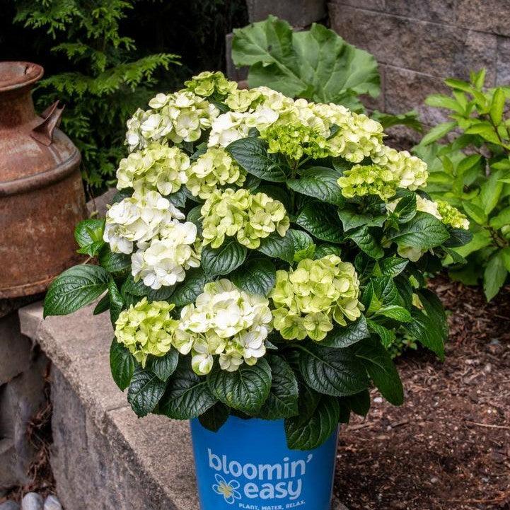 Hydrangea, Bloomin' Easy® Grin and Tonic™ Hydrangea