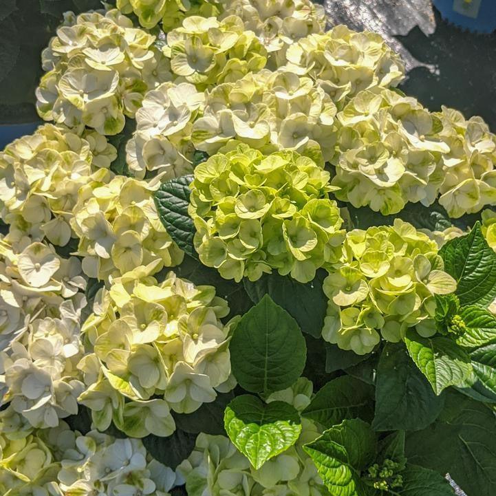 Hydrangea, Bloomin' Easy® Grin and Tonic™ Hydrangea - Image 2