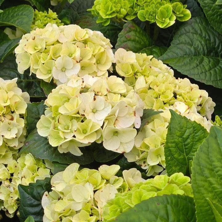 Hydrangea, Bloomin' Easy® Grin and Tonic™ Hydrangea - Image 3
