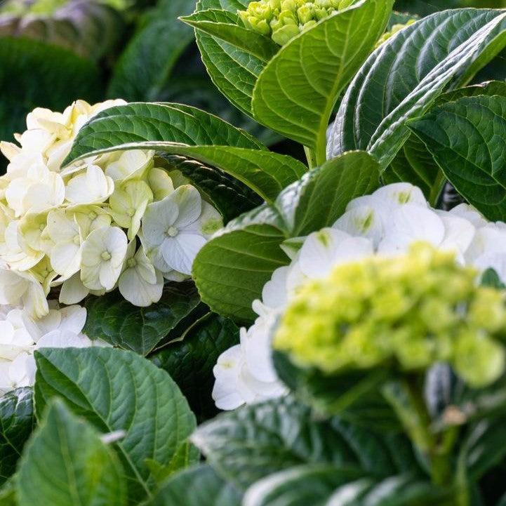 Hydrangea, Bloomin' Easy® Grin and Tonic™ Hydrangea - Image 4
