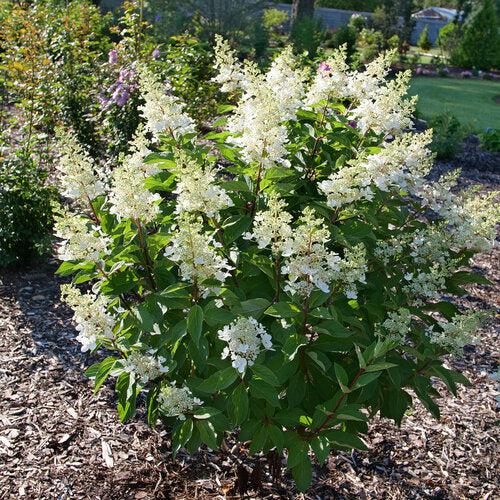 Hydrangea, Pinky Winky Prime® Hydrangea - Image 2