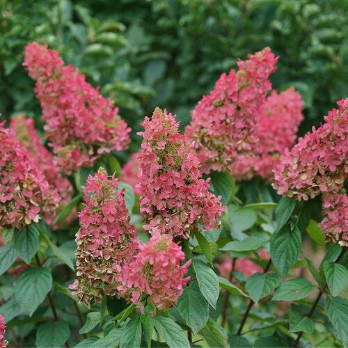 Hydrangea, Pinky Winky Prime® Hydrangea - Image 3