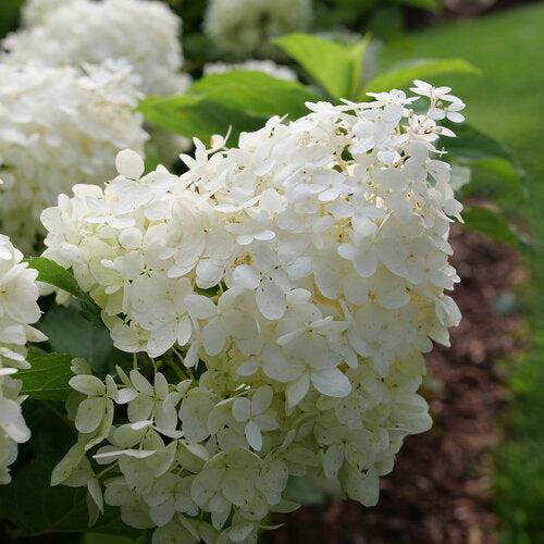Hydrangea, PW® Puffer Fish® Hydrangea - Image 2