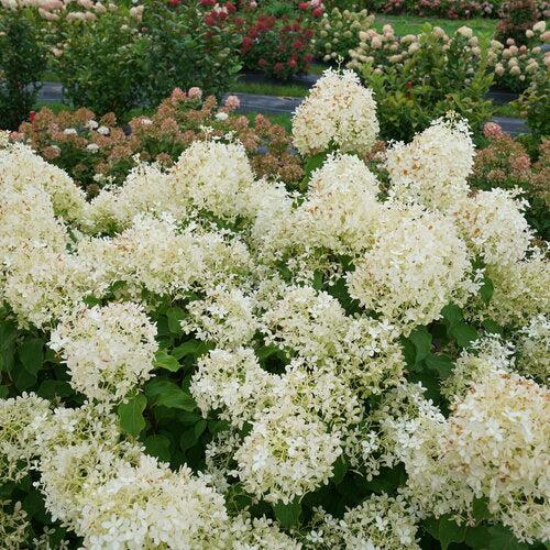 Hydrangea, PW® Puffer Fish® Hydrangea - Image 3